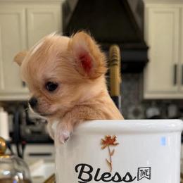 MICRO Heavenly, 9,900 - Cream female Chihuahua puppy in Burleson, Texas from Tiny Diiamond Chihuahua