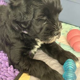 Portuguese Water Dog Puppies from Sunnybay Portuguese Water Dogs
