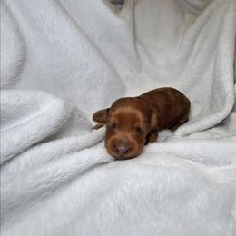 Shadow Secrets AKC available - Dapple male Dachshund puppy in Bristol, Tennessee from It's Mini Wieners Baby