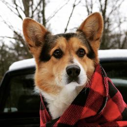 Jay - Pembroke Welsh Corgi