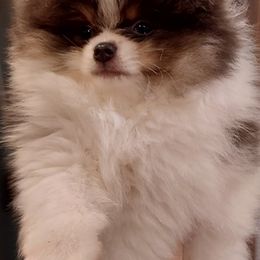 Cowboy - Pomeranian