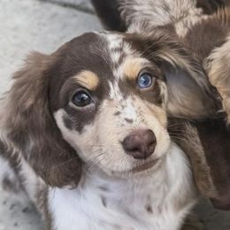 Dachshunds from TeenieWeenieDoxies