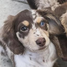 Dachshunds from TeenieWeenieDoxies