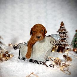 Goldendoodle Puppies from Jeremy Dafoe