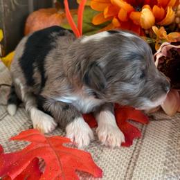 Ash - Merle male Bernedoodle puppy in Gilbert, Arizona from The Berne Barn... it’s a Doodle thing!
