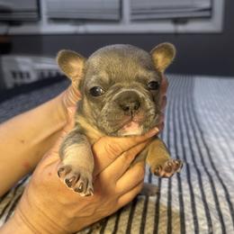 Niki - Blue female French Bulldog puppy in Bolingbrook, Illinois from Flores Frenchies