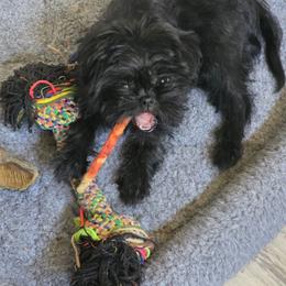 None - Black male Affenpinscher puppy in Hastings, Florida from Tamari Affenpinchers and Oakhurst Rhodesians