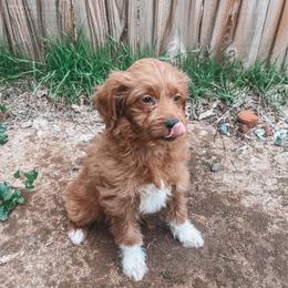 F1B Small Goldendoodle Remi - Apricot male Goldendoodle puppy in Redding, California from Casa Delarosa Collective Poodles & Doodles