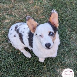 Tiki - Pembroke Welsh Corgi