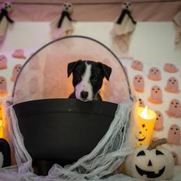 Border Collie, Papillon, Sporty Mix, and Whippet Puppies from Old Hemp Border Collies / Open Horizon Sport Dogs