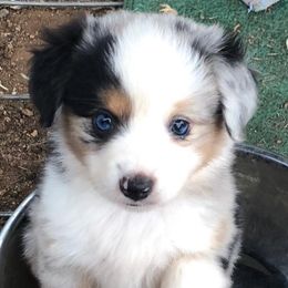 Australian Shepherds from Rio Oaks toy Aussies