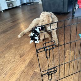 Poodle Puppies from Cano Homestead Poodles