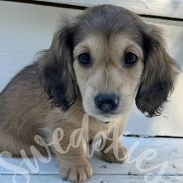 Winnie - Shaded Cream Boy - Cream male Dachshund puppy in Lansing, Michigan from Swedoxies
