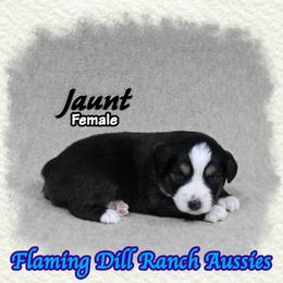 Jaunt - Black tri female Toy Australian Shepherd puppy in Forestburg, Texas from Flaming Dill Ranch Aussies