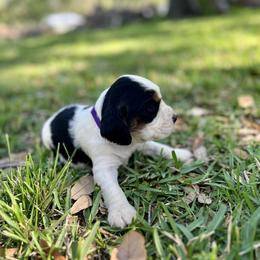 English Springer Spaniel Puppies from Redemption Fields