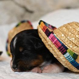 Lucky - Black tri-color female Australian Shepherd puppy in Wichita Falls, Texas from Spotted Mule Aussies