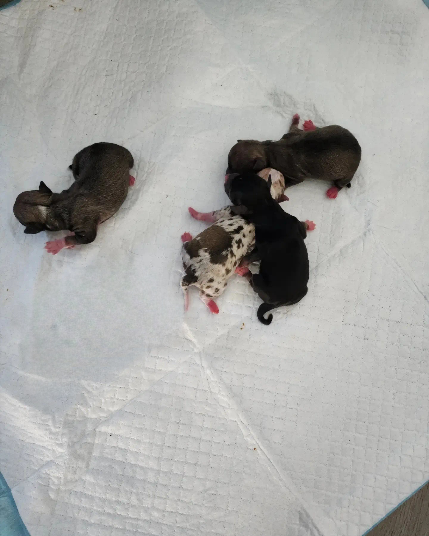 Chihuahua Puppies from Maldonado Pet Life Breeder LLC.