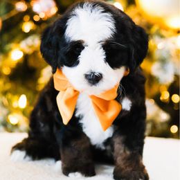 Monica - Black tri-color female Aussiedoodle puppy in Diamond Bar, California from Furrytaildoodles