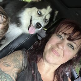 Zeus - Black and white male Pomsky puppy in New Bedford, Massachusetts from Roark Pack Chihuahua's & Pomsky's