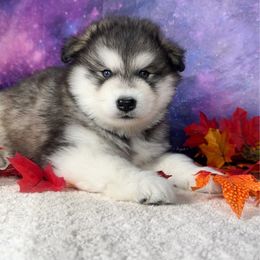 Bear - Sable and white male Alaskan Malamute puppy in Spokane, Washington from Asgard Wooly Malamutes