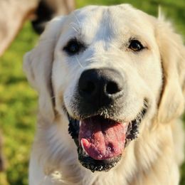 Golden Retrievers from Paws On the Path LLC