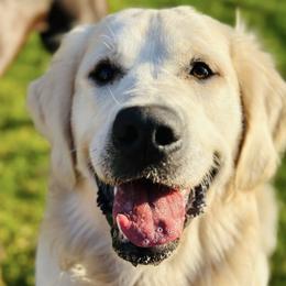 Golden Retrievers from Paws On the Path LLC
