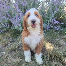 Alabama - male Golden Mountain Doodle puppy in Boise, Idaho from Nesting Dolls