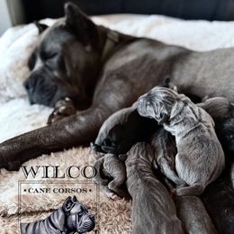 Jade - Cane Corso