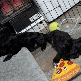 Miniature Schnauzer Puppies from Black Star Farm