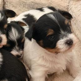 Boy 3 - Black tan and white male Biewer Terrier puppy in West Haven, Connecticut from Lozado’s Biewers