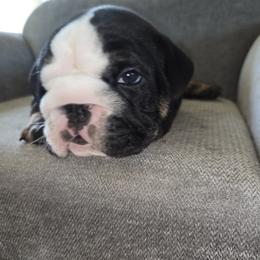 Ben - Black tri-color male Bulldog puppy in Albany, Oregon from Red Cloud Australian Shepherds and DeGray Great Danes & Bulldogs