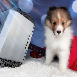Boy 4 - Shetland Sheepdog puppy in Elk, Washington from Asgard Shetland Sheepdogs