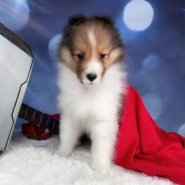 Boy 4 - Shetland Sheepdog puppy in Elk, Washington from Asgard Shetland Sheepdogs