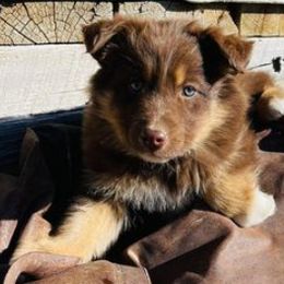 Australian Shepherds from Brush Creek Puppies