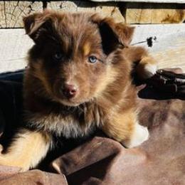 Australian Shepherds from Brush Creek Puppies