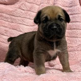 Tan Collar N - Black brindle male Cane Corso puppy in Paris, Texas from Knucklehead Cane Corso