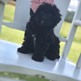 Poodle Puppies from Upper Echelon