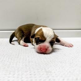 Leo - Red male Pembroke Welsh Corgi puppy in Pahrump, Nevada from Desert Sunset Pembroke Welsh Corgis