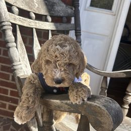 Eddie - Cream male Goldendoodle puppy in Mint Hill, North Carolina from DoodleForever