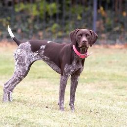 German Shorthaired Pointer All Grown Up from Michele Hierholzer