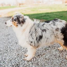 Pearl - Australian Shepherd