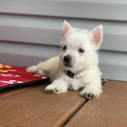 West Highland White Terrier Puppies from Westies of Morrison