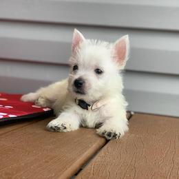 West Highland White Terrier Puppies from Westies of Morrison
