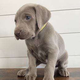 Yellow - Silver gray female Weimaraner puppy in Granite Falls, North Carolina from Pups and Pastures- Weimaraners