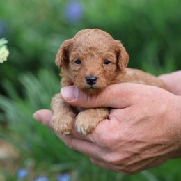 Pembroke Welsh Corgi and Poodle Puppies from Corgi Companions (license number 18998)