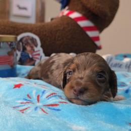 Chocolate dapple boy - Dapple male Dachshund puppy in West Plains, Missouri from Spring Creek Dachshunds