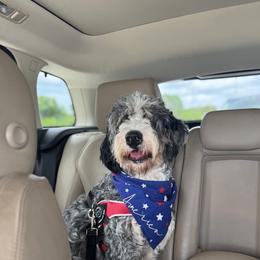 Xamã - Bernedoodle