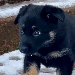 German Shepherd Puppies from Shadow Wraith German Shepherds