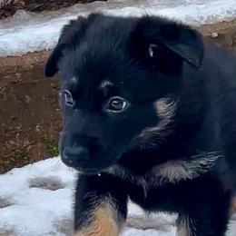 German Shepherd Puppies from Shadow Wraith German Shepherds