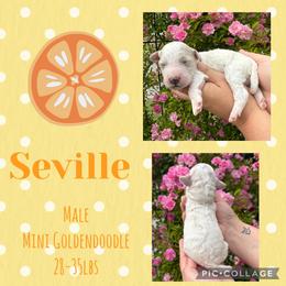 Seville - Parti male Goldendoodle puppy in Chattanooga, Tennessee from Scenic City Doodles